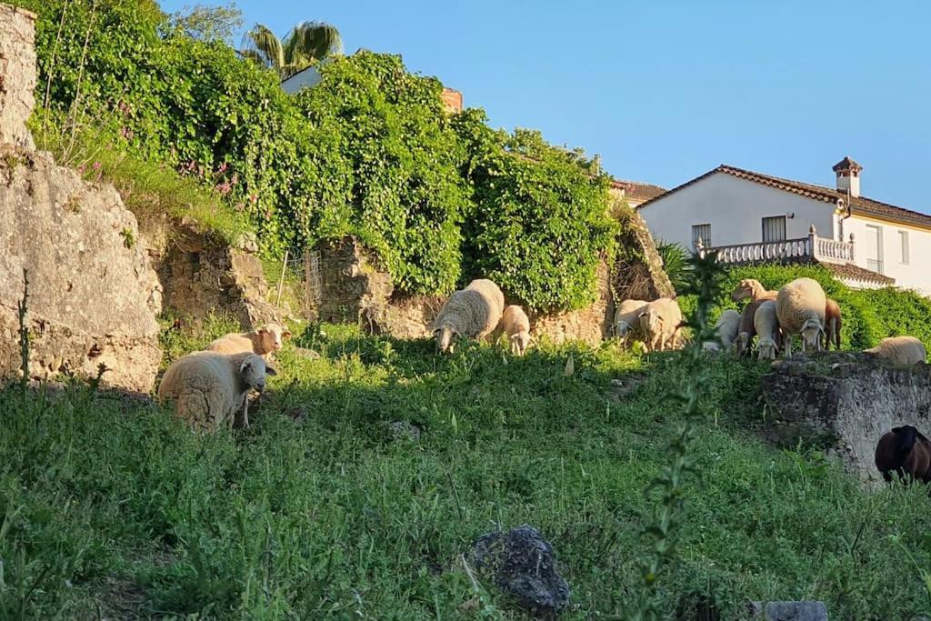 Appartamento La Terracita Del Bosque Esterno foto