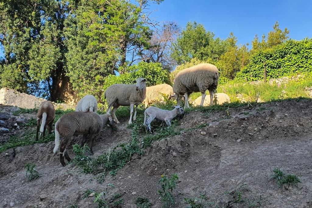 Appartamento La Terracita Del Bosque Esterno foto